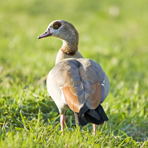 Oca grigiastra — Foto Stock