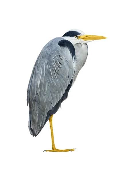 Gray heron — Stock Photo, Image