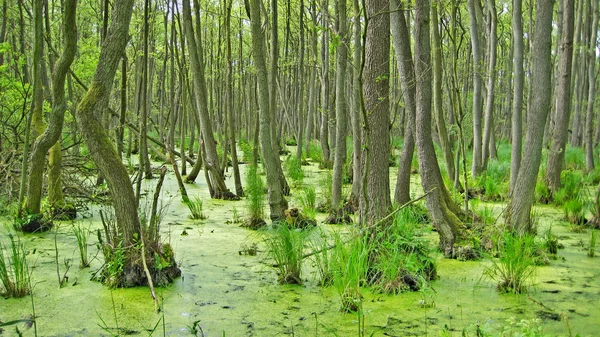 Palude — Foto Stock