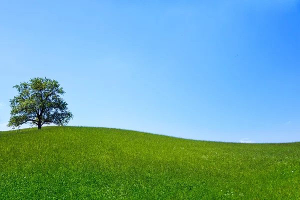 ต้นไม้บนทุ่งหญ้า — ภาพถ่ายสต็อก