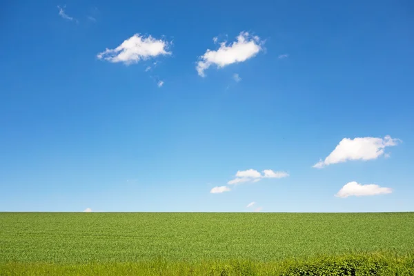 Wiese und Himmel — Stockfoto