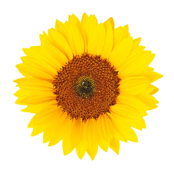 Sunflower (Helianthus annuus) isolated — Stock Photo, Image