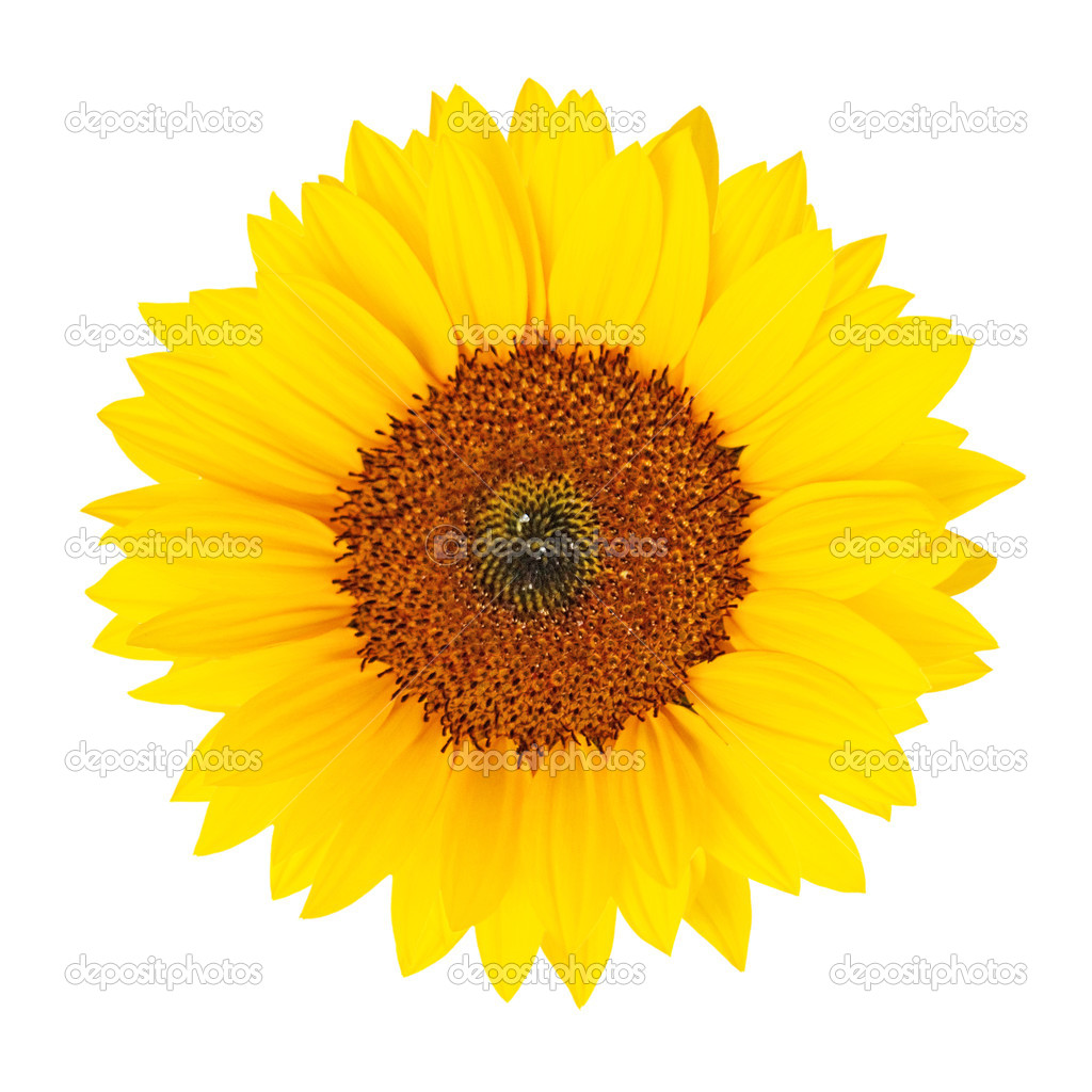 Sunflower (Helianthus annuus) isolated