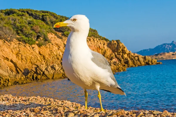 Lesser black-backed gull — Stock Photo, Image