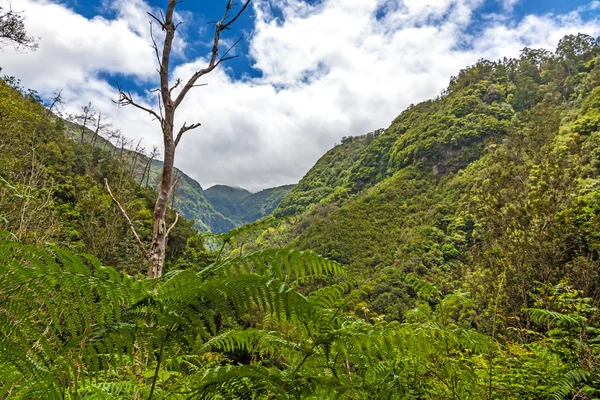 Environnement tropical — Photo