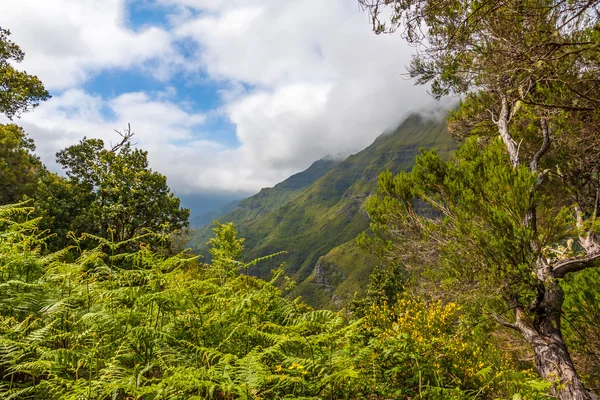 Natura verde di Madera — Foto Stock