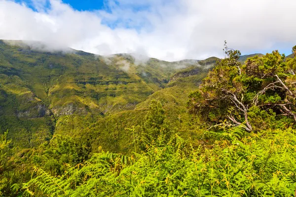 Die grüne Natur Madeiras — Stockfoto