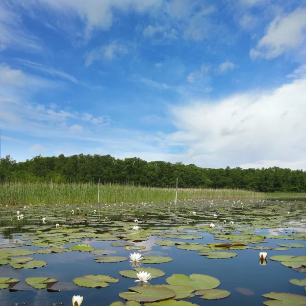 Lac mueritz, Allemagne — Photo