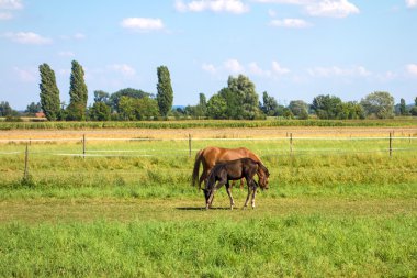 paarden op groene weide
