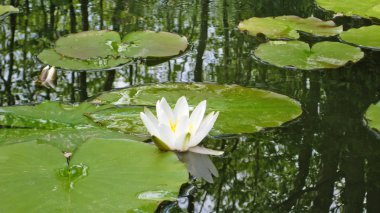 Lotus çiçeği.
