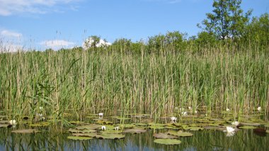 Lotus flower, reed background