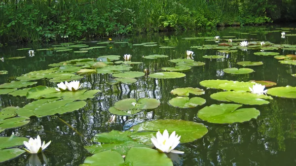 Waterlelie — Stockfoto