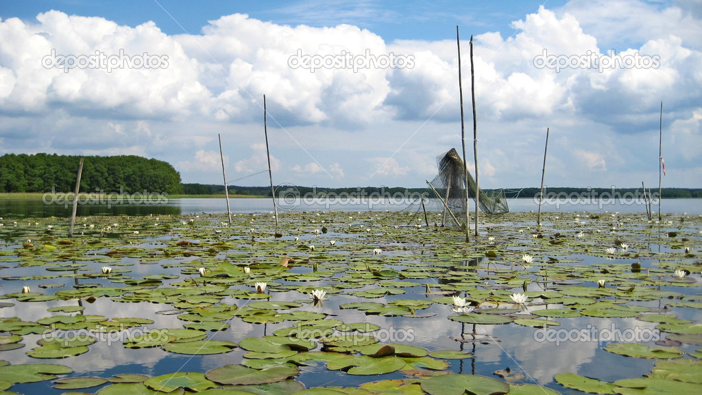 Lake Mueritz, water lily