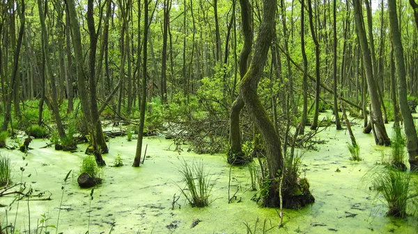 Swamp, near Prerow — 스톡 사진