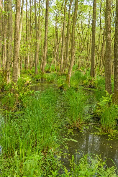 Darsswald — Stockfoto