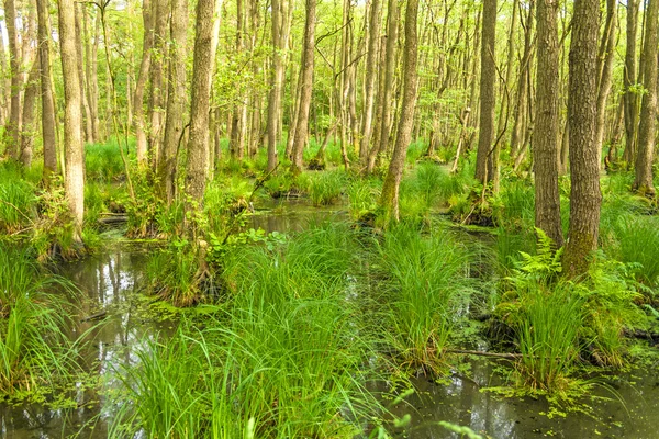 Darsswald — Stockfoto