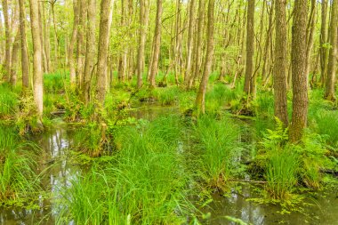 Darsswald near Prerow