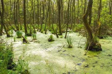 Darsswald near Prerow