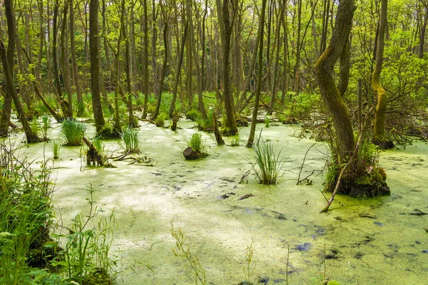 Darsswald perto de Prerow — Fotografia de Stock