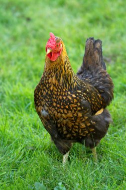 gün ışığı dışında Hen ayakta