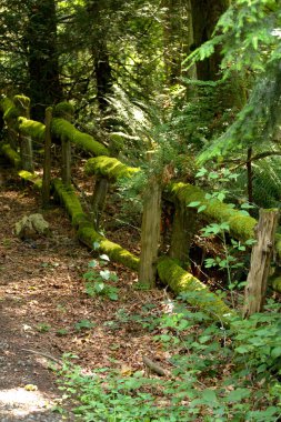 yosun büyüyen bir ağaç çit