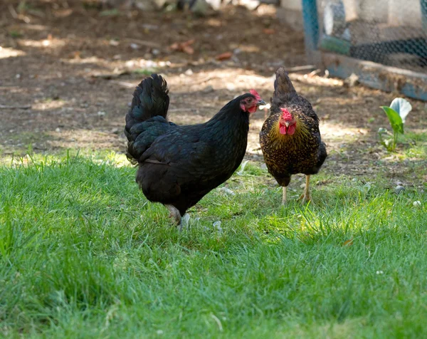 Duas galinhas — Fotografia de Stock