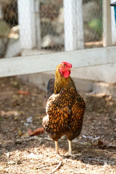 Kip staan buiten bij daglicht — Stockfoto