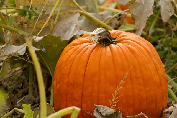 Pompoen patch met pumpkins — Stockfoto