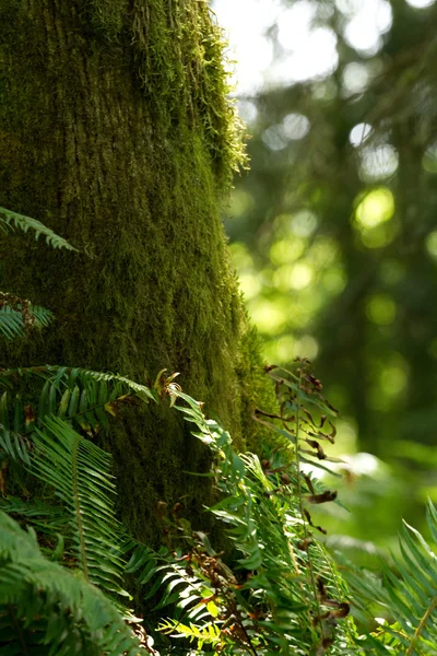 Moss Growing on a Tree — Stock Photo, Image