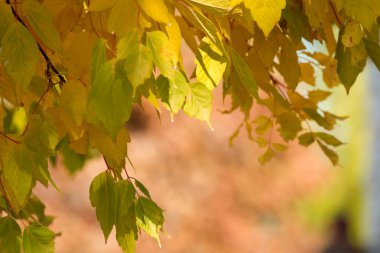 Sonbahar akçaağaç yaprakları