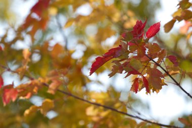 Akçaağaç yaprakları sonbaharda