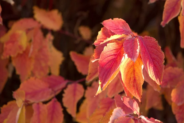 秋日红枝山茱萸 — 图库照片