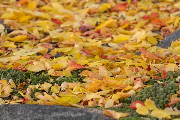 Hojas de otoño — Foto de Stock