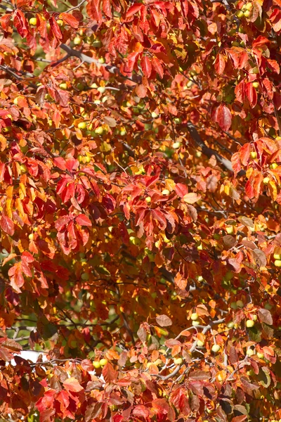 Krabben-Apfelbaum im Herbst — Stockfoto