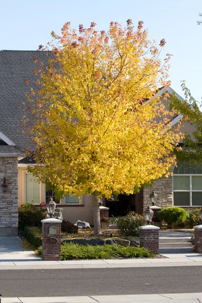 Кленове дерево з кольору осені — стокове фото