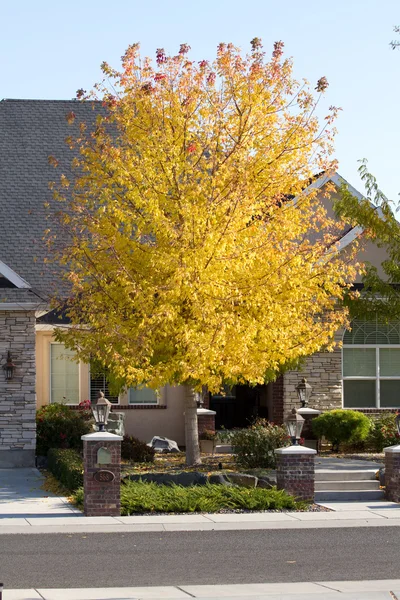 Árbol de arce con colores de otoño — Foto de Stock