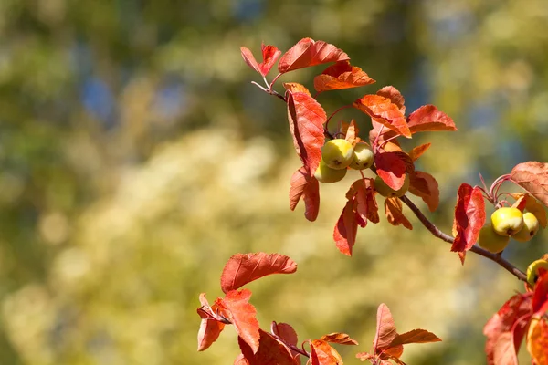 Manzano cangrejo en otoño — Foto de Stock