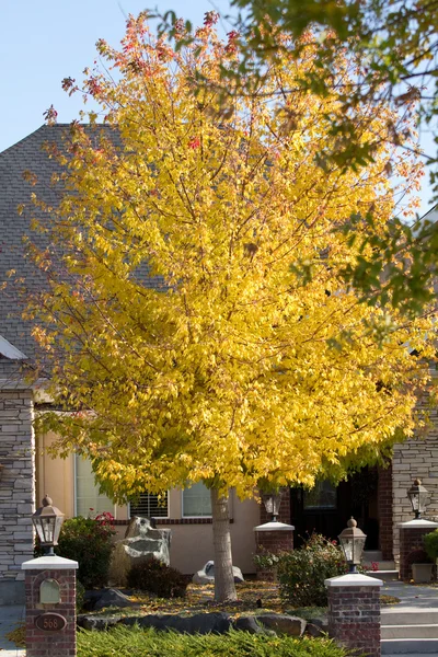 Sonbahar renkleri ile akçaağaç ağaç — Stok fotoğraf
