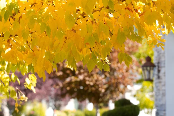 Feuilles d'érable dorées — Photo