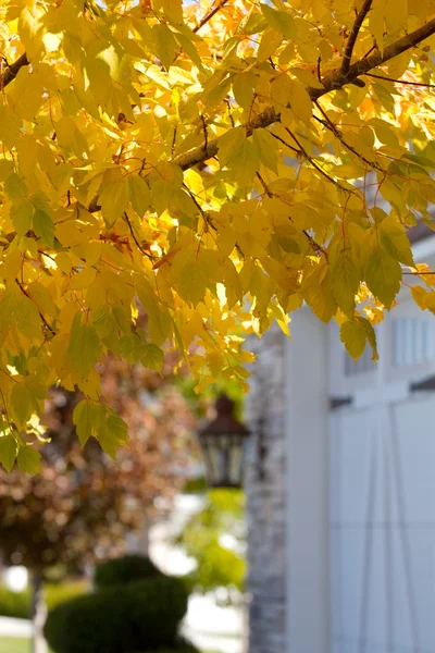 Feuilles d'érable dorées — Photo