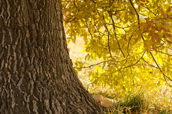 Стовбур дерева з осіннім листям — стокове фото
