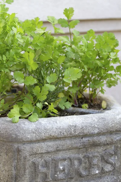 Herb Planter — Stock Photo, Image