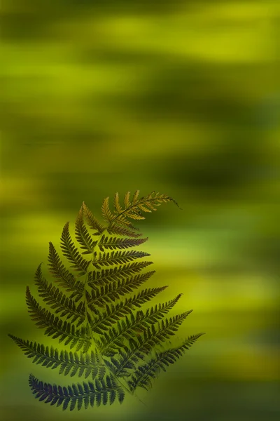 Natürliche grüne Atmosphäre — Stockfoto