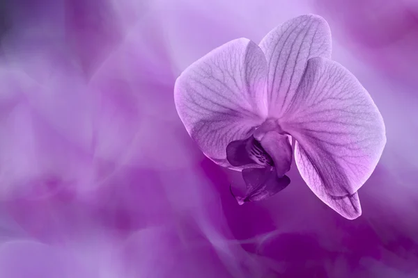 Orchideebloem in paarse achtergrond — Stockfoto