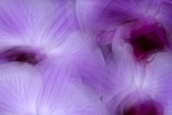 Acquerello pittura arte con fiori di orchidea — Foto Stock