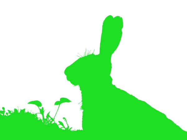 Голова зайца изолирована — стоковое фото