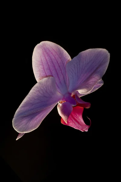 Orchidea isolata — Foto Stock