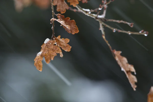 Feuilles de chêne sous le vent et la neige, France, Vosges — Photo