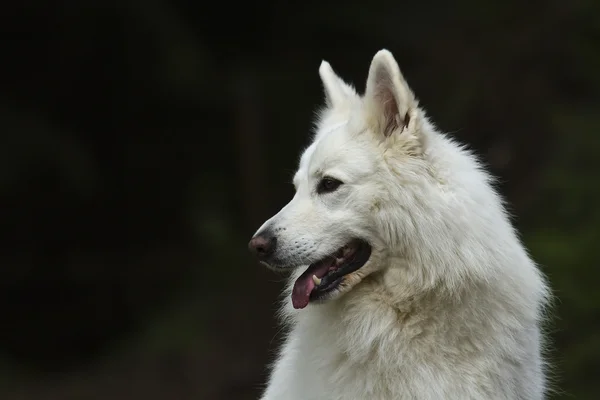 Perro pastor suizo blanco — Foto de Stock