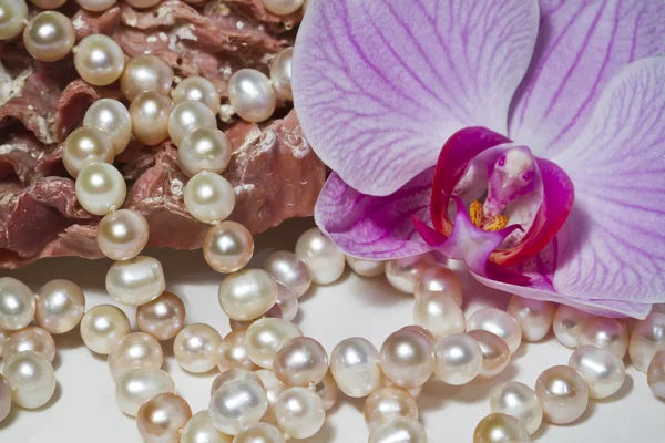 Romantic scene of orchid and pearls jewels — Stock Photo, Image